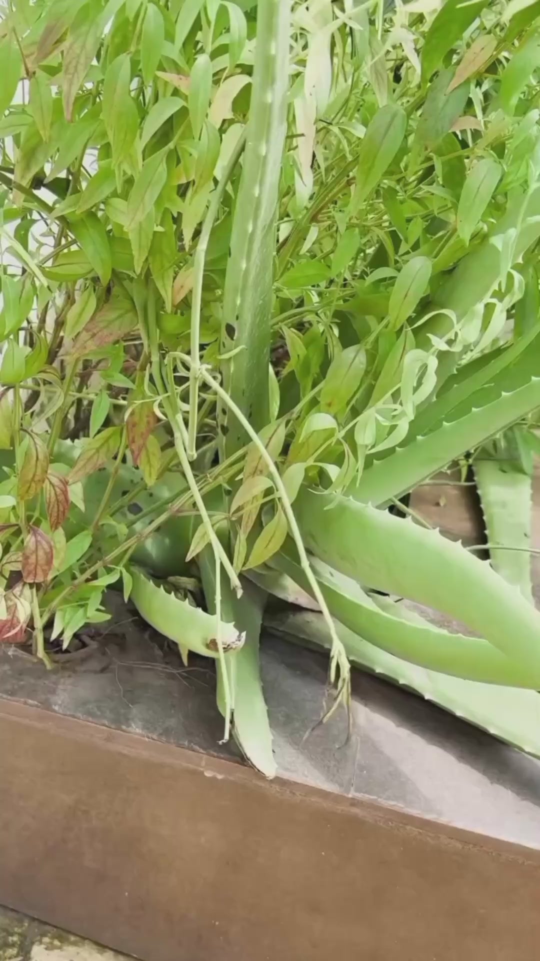 Nyaraa Naturals Pure Aloe Vera Gel